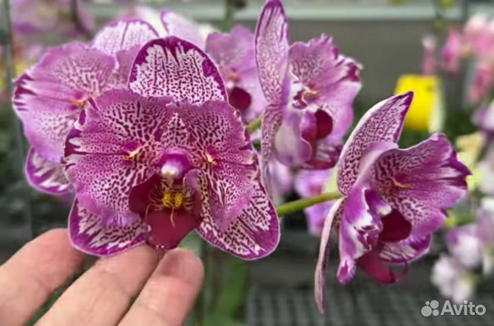 Орхидея бабочка Joy Spotted Butterfly