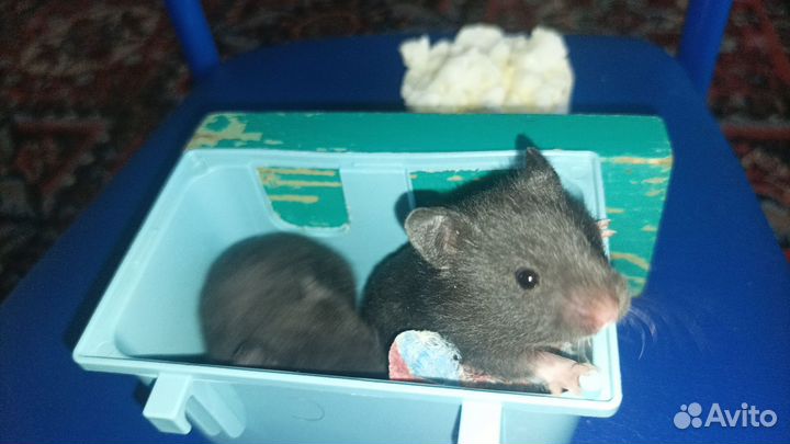 Сирийские хомячки