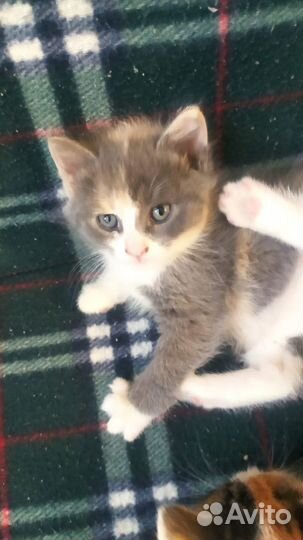 Котята в добрые руки, приучены к лотку