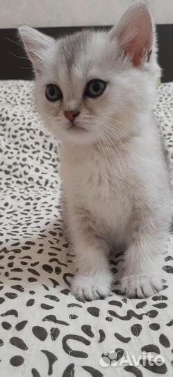 Британская шиншилла серебро