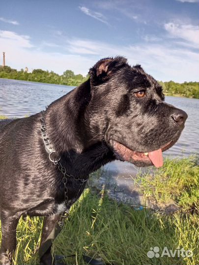 Собака в добрые руки отдам бесплатно