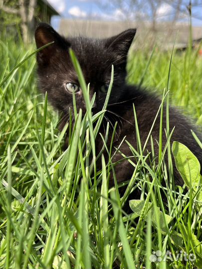 Котёнок девочка