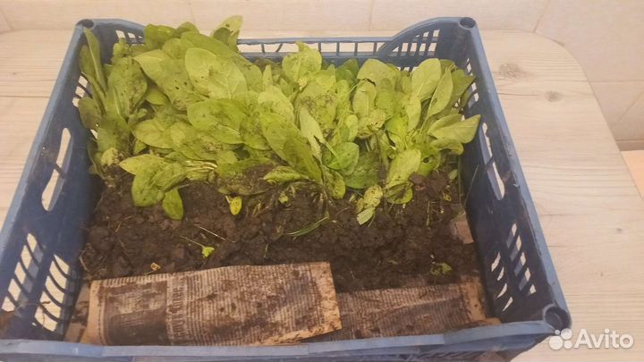 Рассада табака