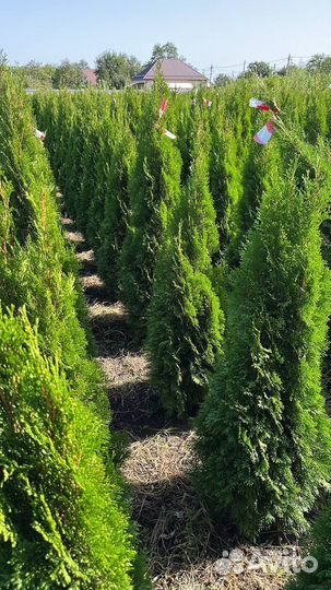 Саженцы Туя западная Смарагд