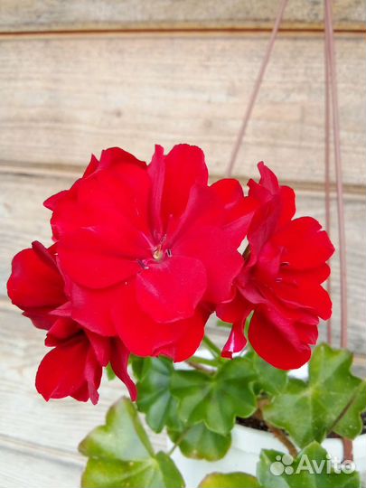 Пеларгония герань