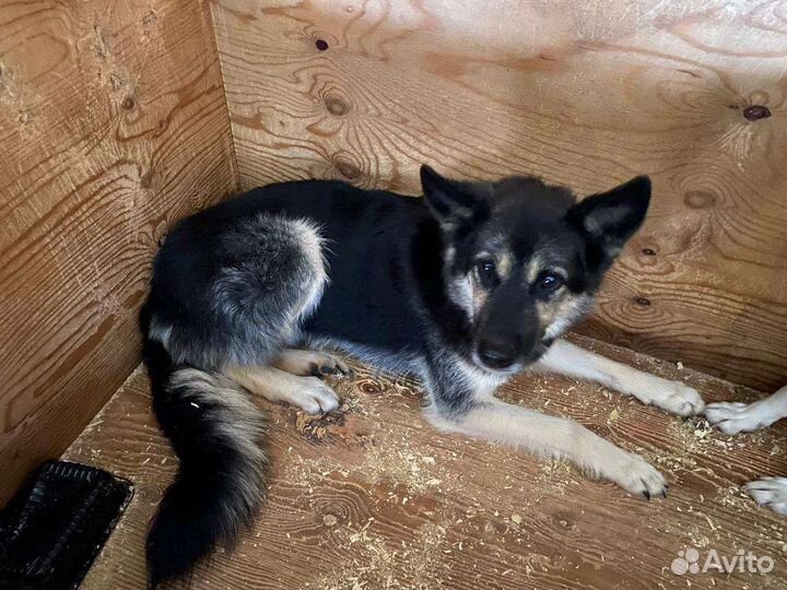 Спасите собаку из приюта