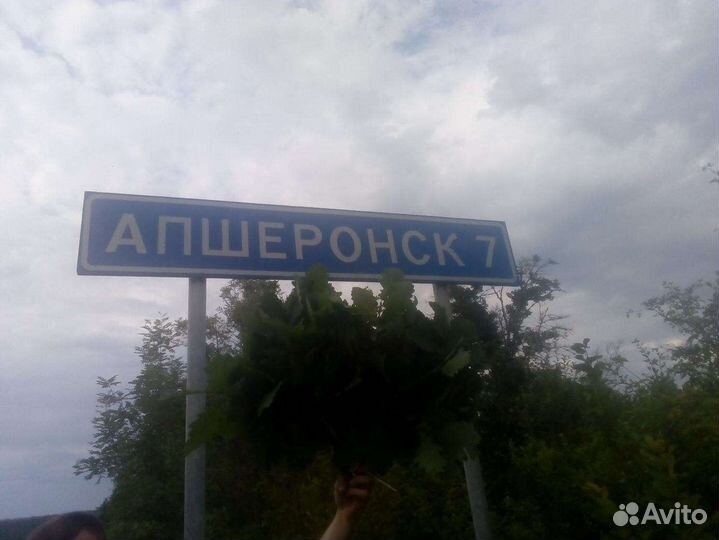 Продам дубовые веники