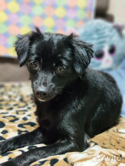 Мелкая собачка фенотип тойчика