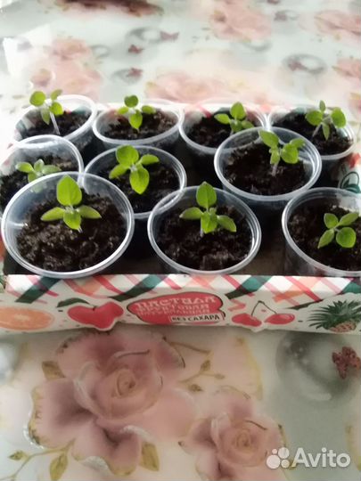 Рассада санберри или черника форте