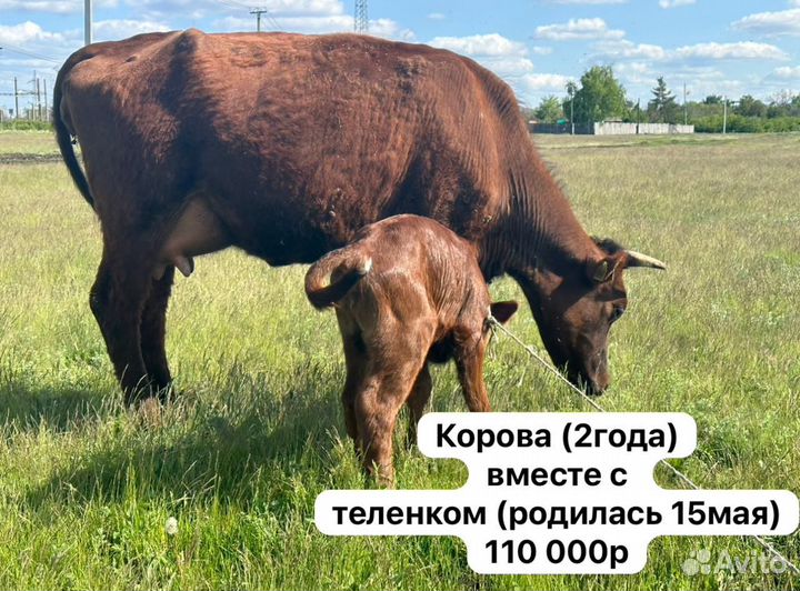 Коровы быки бараны И козы