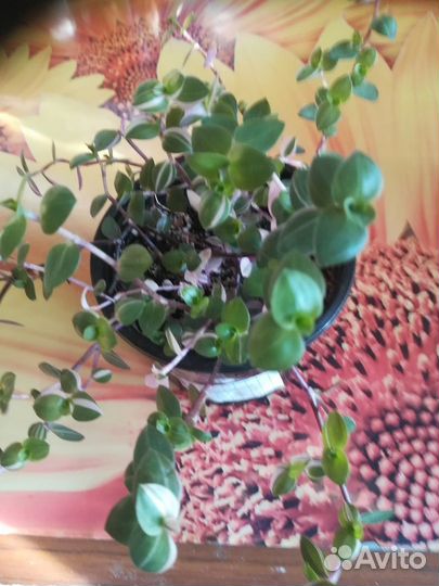 Саженцы крыжовника