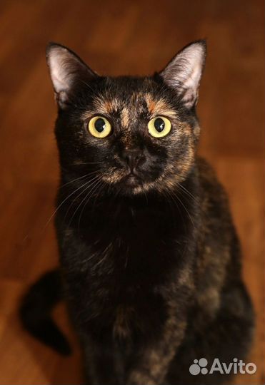 Кошка Мальва