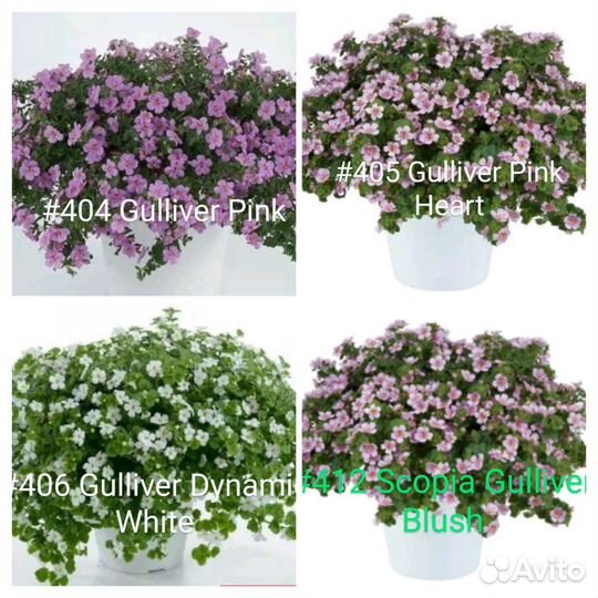 Бакопа вегетативная 12 сортов