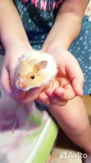 Сирийский хомяк