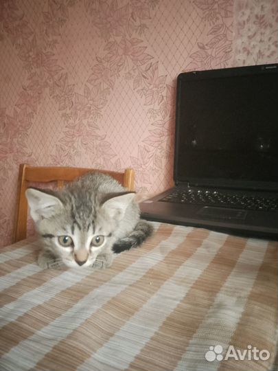 Отдам в добрые руки котят