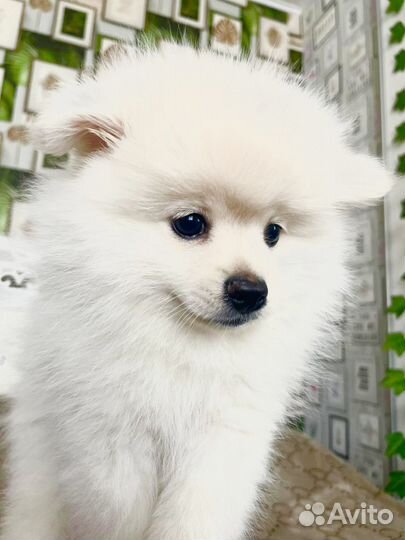 Щенки шпица