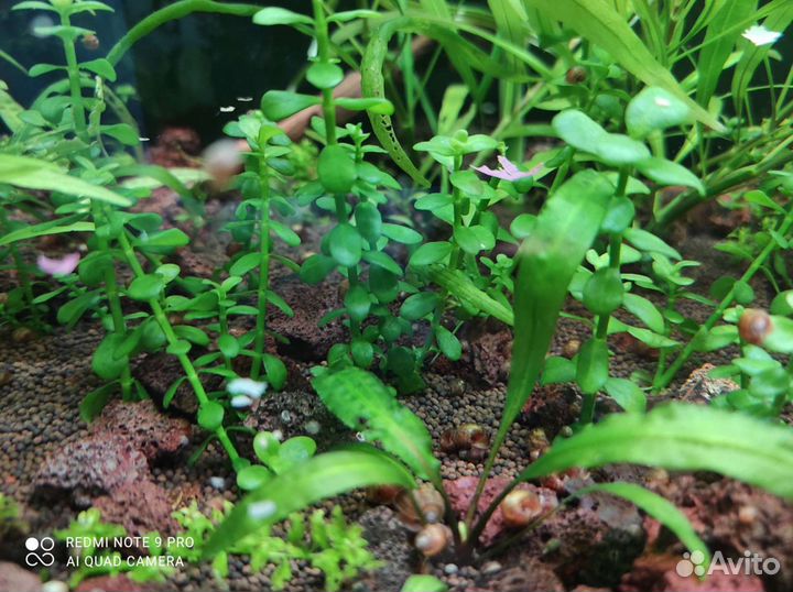 Аквариумное растение