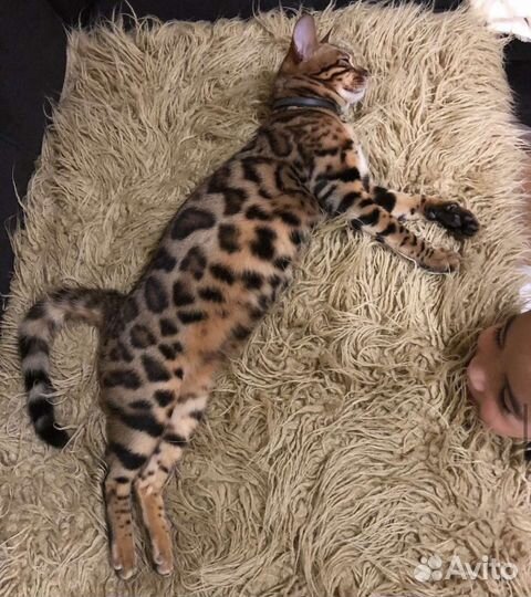 Бенгальская кошка