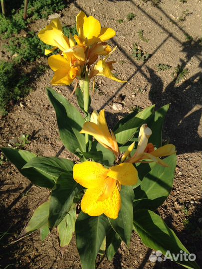 Цветы канны