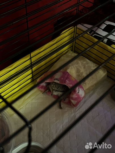 Африканский карликовый еж