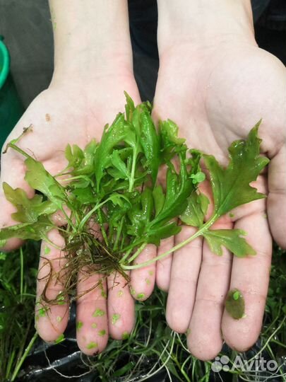 Аквариумные растения, улитки ампулярии