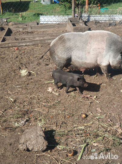 Вьетнамские вислобрюхие поросята