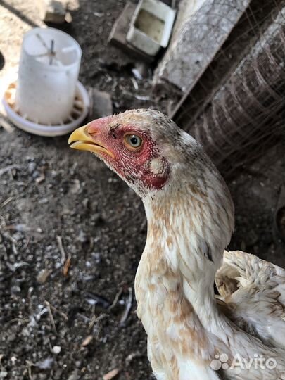 Бойцовские куры, цыплята