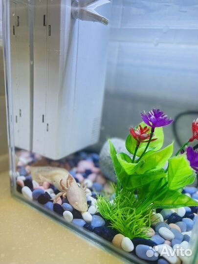 Аксолотль с аквариумом