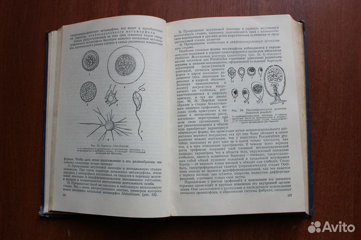 Сравнительная эмбриология низших беспозвоночных. 1