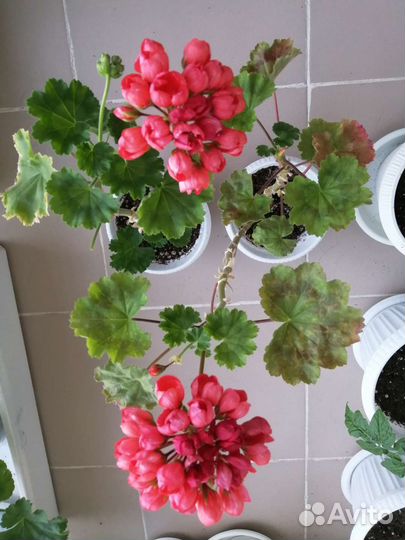 Пеларгония (герань) тюльпановидная