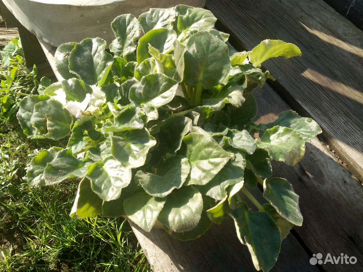 Фиалка белая