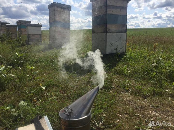 Мёд домашний донник и цветочный, перга