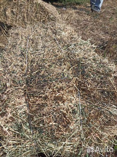 Продам сено люцерны