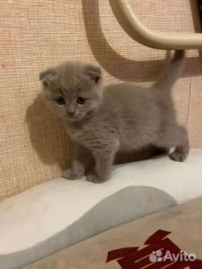 Шотландские вислоухие котята