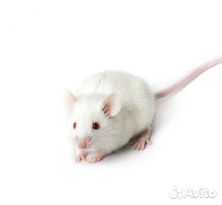 Мышь взрослая живой корм