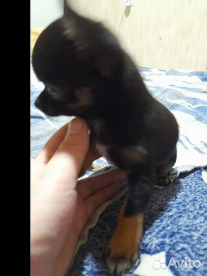 Маленькая собака чихуахуа