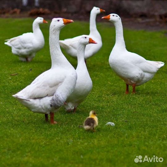 Несушки,Бройлеры,Гуси,Утки,Муларды