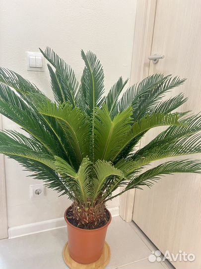Цикас до 100 см Древнее растение для дома
