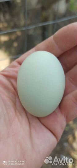 Петухи и куры