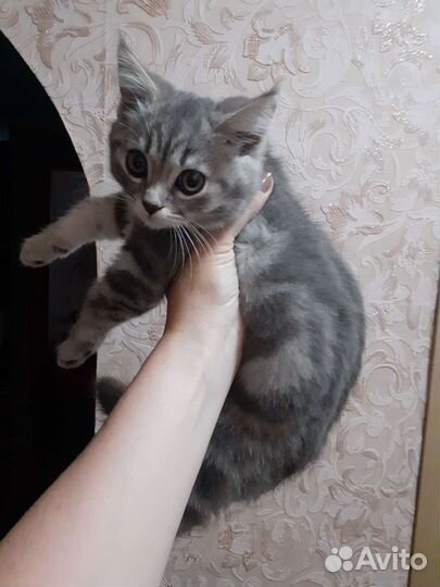 Шотланский котенок