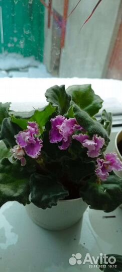 Фиалки домашние