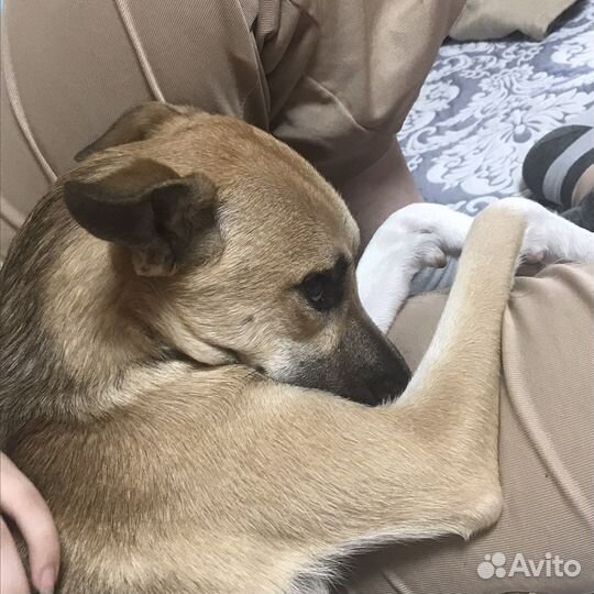 Передержка животных, выгул)