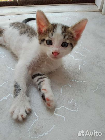 Котятки