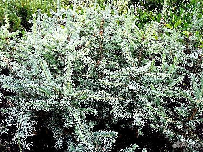 Голубая ель с доставкой