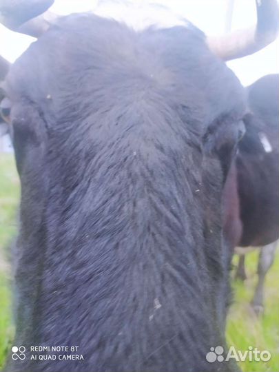 Продам корову и телку