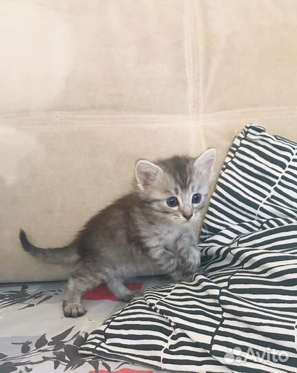 Кошка в дар