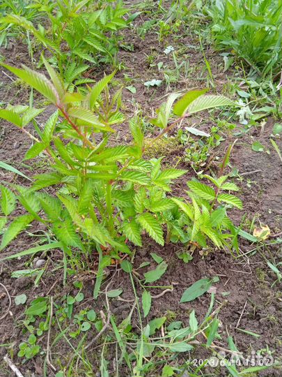 Тибецкая малина