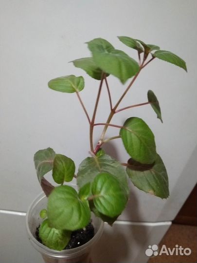 Фуксия кустовая Нимфа