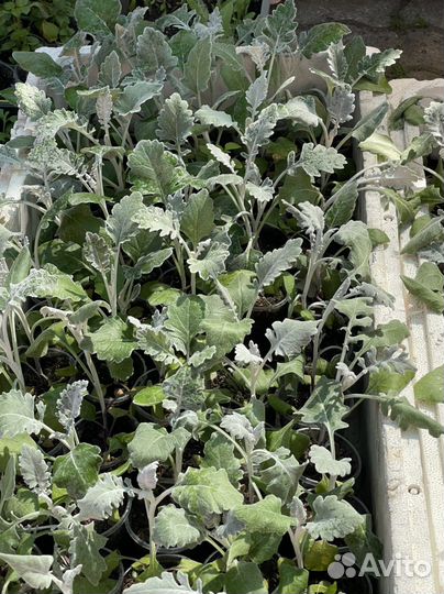 Цинерария Снежок