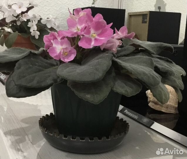 Комнатные растения цветы Фиалка